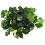 Freshwater Plant - Madagascar Lace Plant