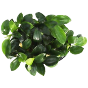 Freshwater Plant