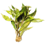 Freshwater Plant - Hygrophila Siamensis