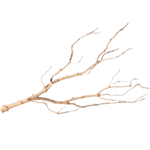 Galapagos Staghorn Wood Manzanita Branch Brown