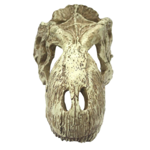 Komodo Skull Hideout