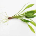 Echinodorus - Sword - Amazon - Random