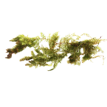 Hornwort - Bunch