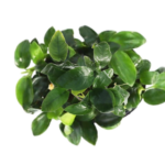 Anubias - Frazeri