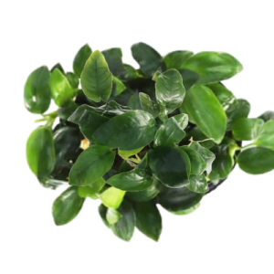 Anubias