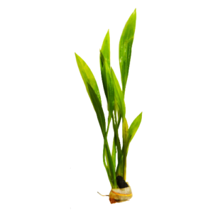 Echinodorus - Sword