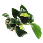 Anubias - Nana