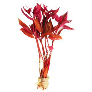 Alternanthera