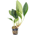 Anubias - Congensis