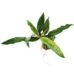 Anubias - Minima - Variegated