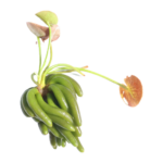 Banana Plant - Nymphoides aquatica