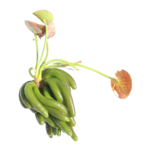Banana Plant