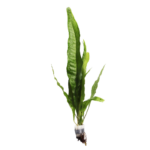 Java Fern - Microsorum - Narrow Leaf