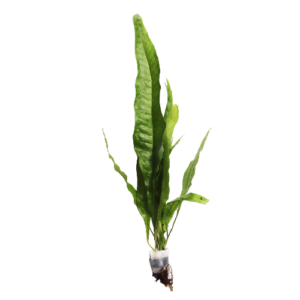 Java Fern - Microsorum