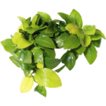 Anubias - Golden