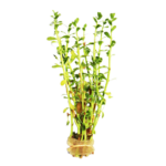 Bacopa - Monnieri - Moneywort