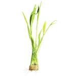Echinodorus - Sword - Amazon - Pointy