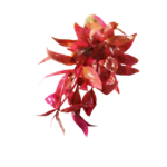 Alternanthera - Lilacina