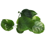 Anubias - Barteri - Broadleaf