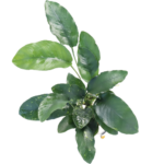 Anubias - Nana - Long Leaf