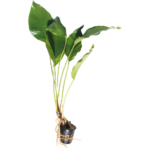 Anubias - Heterophylla