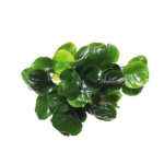 Anubias - Barteri - Golden Coin