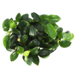 Anubias - Nana - Petite - Potted