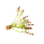 Bacopa - Caroliniana - Yellow Flame