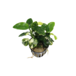 Anubias - Nana - Variegated - Pinto
