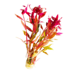 Alternanthera - Reineckii Variegated