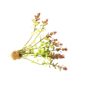 Bacopa