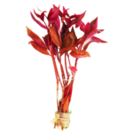 Alternanthera - Reineckii - Regular