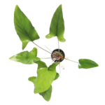 Anubias - Gigantea