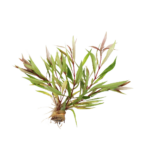 Hygrophila - Stricta