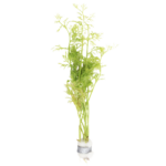 Ceratopteris - Water Sprite - Thalicroides