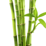 Bamboo - Single stick