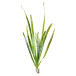 Vallisneria - Jungle