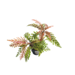 Hygrophila - Pinnatifida