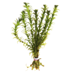 Anacharis - Elodea