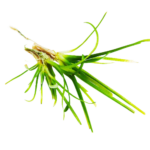 Sagittaria - Dwarf Subulata
