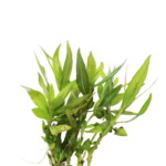 Hygrophila - Corymbosa - Parawitota