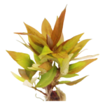 Hygrophila - Corymbosa - Compacta