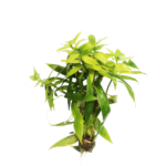 Hygrophila - Salicifolia