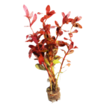 Ammania - Gracilis