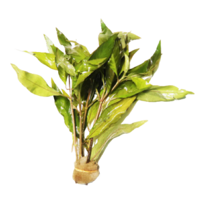 Hygrophila