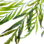 Bolbitus heudelotii - African Water Fern