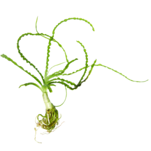 African Onion Plant