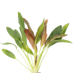Echinodorus - Sword - Rubin
