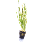 Vallisneria - Torta - Corkscrew