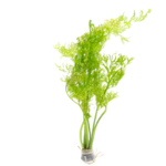 Ceratopteris - Water Sprite - Siliquosa
